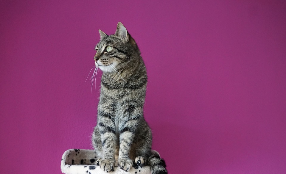Katzen als Raubtiere können keine Stress- oder Krankheitssymptome zeigen. Deshalb ist es so wichtig, die Katze zu beobachten und schnell auf eine Verhaltensänderung zu reagieren.