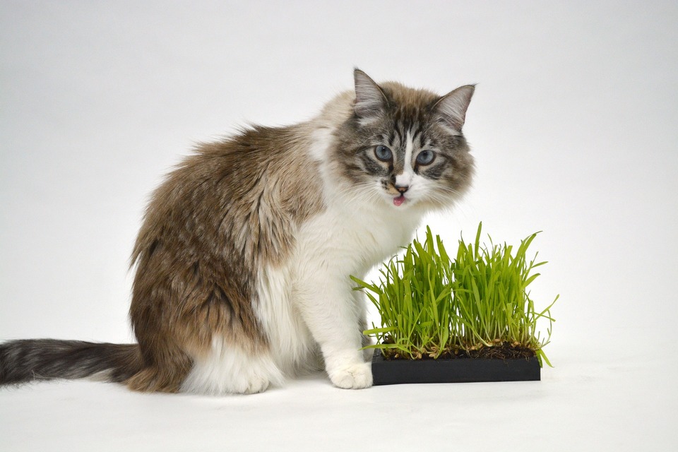 Katzengras hilft Ihrer Katze, Haarballen (Bezoar) zu entfernen. 