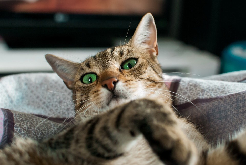 Die Katzentoilette sollte sich an einem abgelegenen und ruhigen Ort befinden. Damit die Katze Frieden haben kann, während sie mit ihren physiologischen Bedürfnissen umgeht.