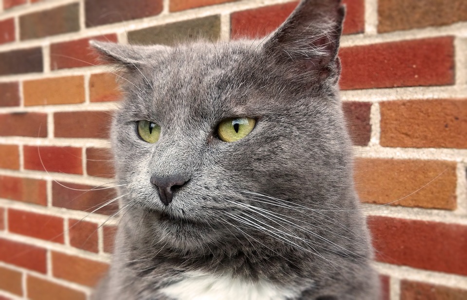 Angewiderte Katze mit hellgrünen Augen.