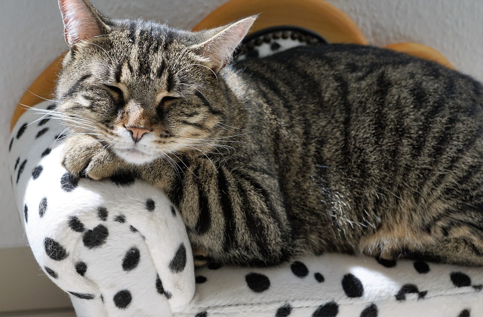 Die entspannte Katze liegt auf einem echten Katzenthron