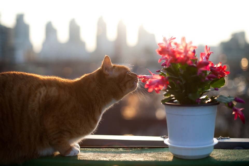 Entwurmungskatzen sollten Fäkaltests vorausgehen, und das Medikament gegen Parasiten sollte entsprechend dem Alter und Gewicht der Katze ausgewählt und mit einem Tierarzt konsultiert werden.