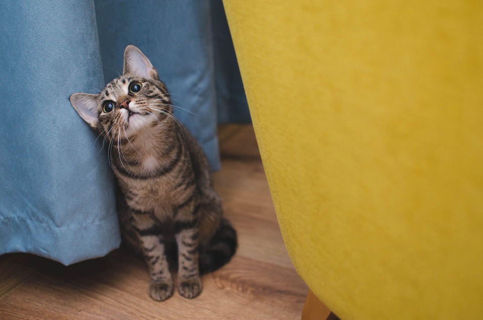 Die Jagdsequenz besteht aus mehreren Phasen. Während einer der Phasen versteckt sich die Katze oft hinter Möbeln oder Kisten.