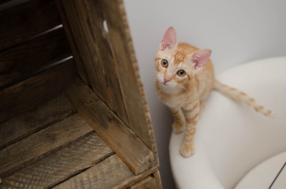 Die Katzentoilette sollte an seine Vorlieben angepasst werden. Erstens kann es nicht zu klein sein. Wichtig sind auch Höhe und Typ - offen - geschlossen.