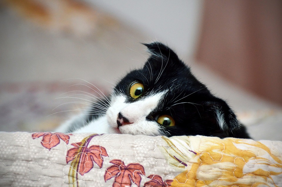 Wenn der Besitzer das Haus verlässt, ist es besser, dass die Katze an dem vertrauten Ort im Haus bleibt und von den ausgehenden Personen betreut wird.