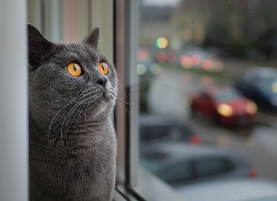 Problematisch ist auch Singen der Katzen in der Nacht. Eine solche Vokalisierung wird nicht selten von einer Urinmarkierung begleitet.
