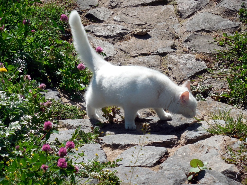 Die Katze mit dem erhobenen Schwanz riecht am Boden.