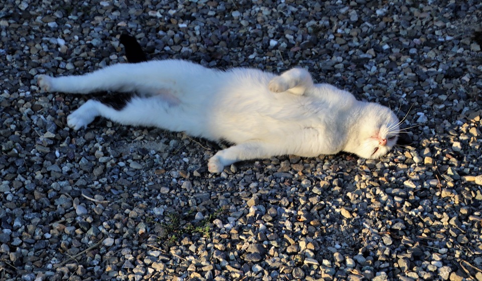 Das Kätzchen beugt sich auf dem Boden. Während des Östrus fühlen sich Katzen psychisch unwohl und sind sehr anstrengend