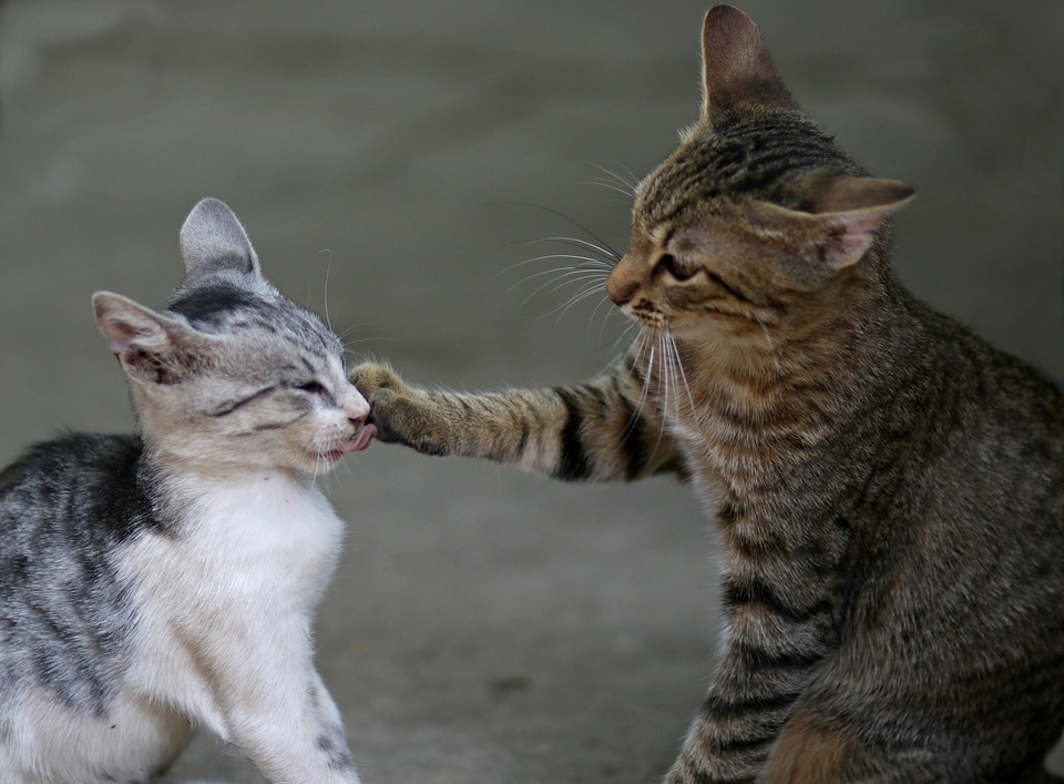 Zwei Katzen kämpfen. Der größere, graue greift mit der Pfote der kleineren Katze an. Sie sind nervös, die Ohren sind nach hinten gesenkt