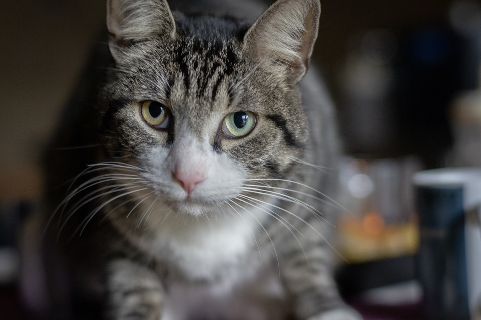 Die Parasiten im Körper der Katze wiegen sie schwer und schwächen sie. Die Fäkalien Ihrer Katze sollten regelmäßig überprüft werden, um ihre Gesundheit zu überwachen und sicherzustellen, dass sie entwurmt werden müssen.