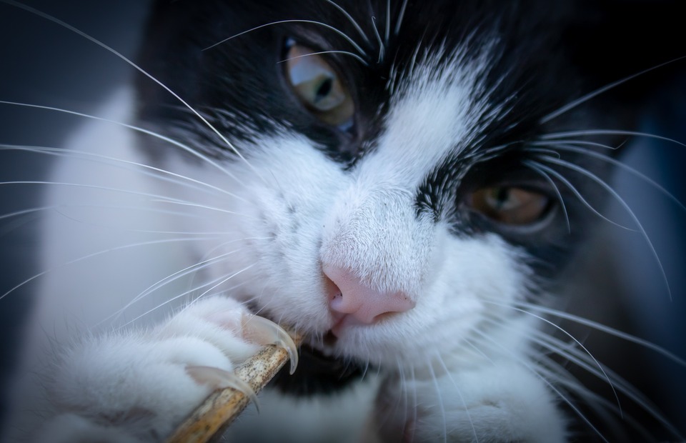 Die Krallen Ihrer Katze sollten Sie regelmäßig kontrollieren und bei Bedarf kürzen.