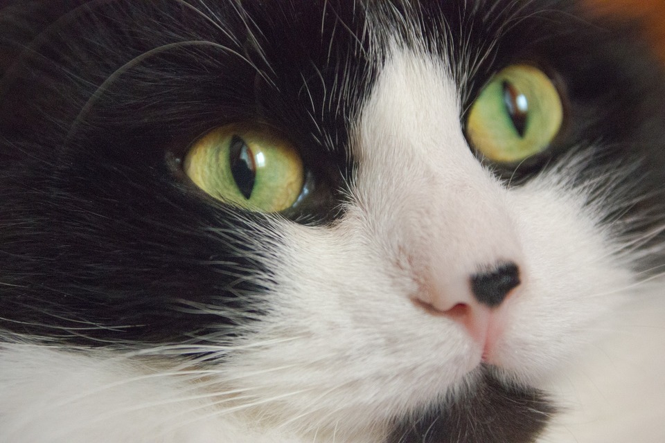 Eine Katze mit grünen Augen und einem großen schwarzen Fleck in der Nase