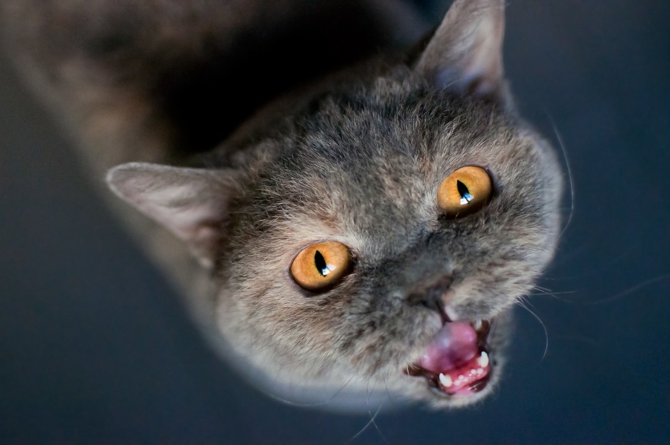 Britische Katze. Eine hungrige Katze wird nervös.