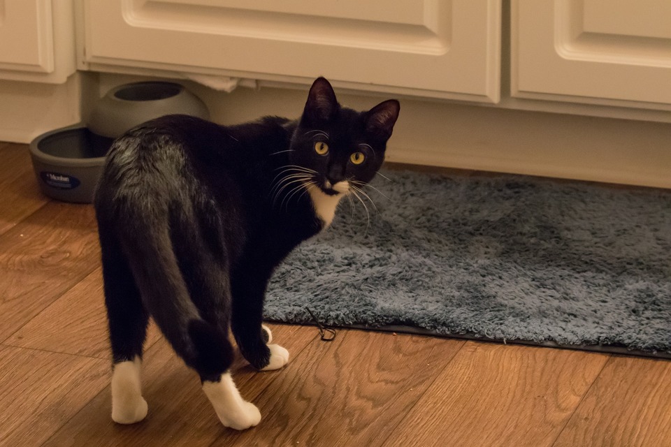 Eine entspannte, wohlfühlende Katze hat einen losen Schwanz. Bei der neugierigen Katze ändern sich nur die Gesichtsausdrücke, der Schwanz kann möglicherweise leicht angehoben sein oder vibrieren.