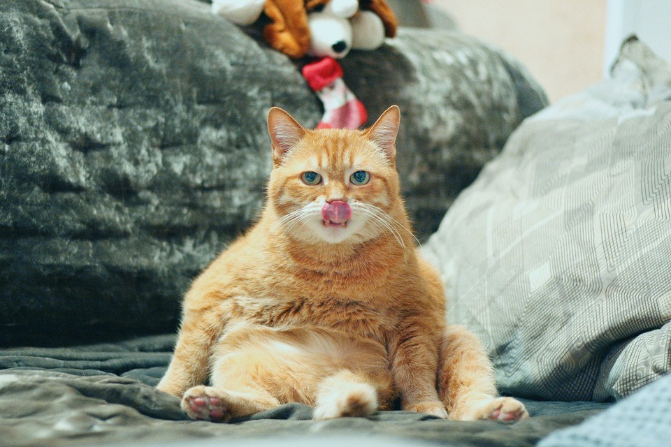 Jeden Tag waschen Katzen ihr Fell gründlich. Es wird geschätzt, dass Katzen bis zu 1/3 des Tages für die Fellpflege brauchen!