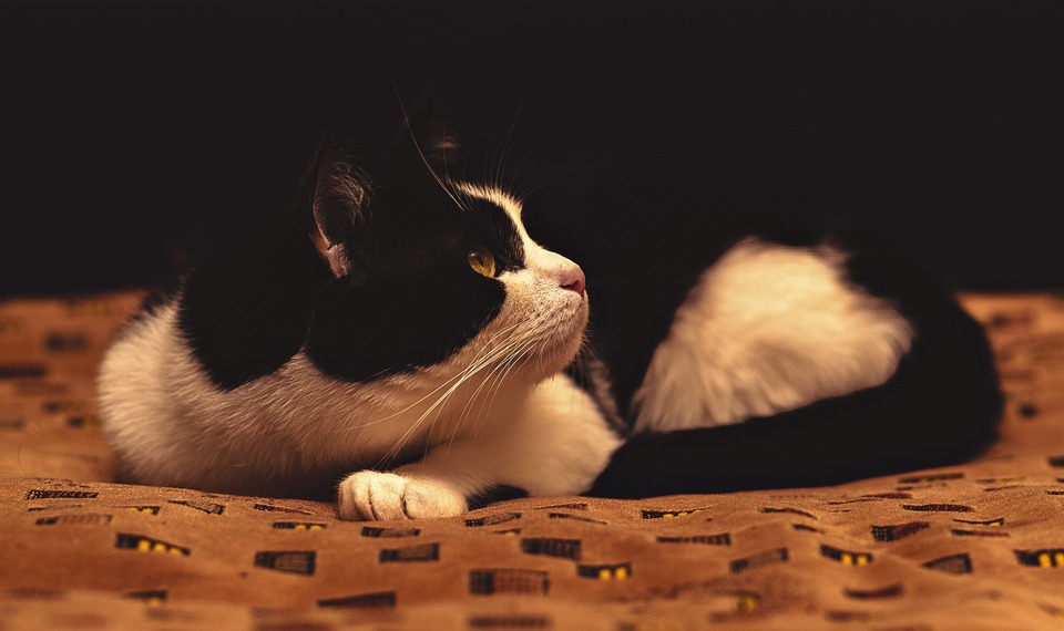 Eine gestresste Katze kann sich verstecken und zischen. Katzen reagieren sehr empfindlich auf Stress und können langfristig sowohl zu Verhaltens- als auch zu Gesundheitsproblemen führen.