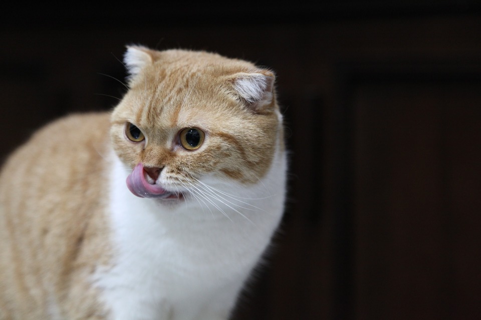  Das Verdauungssystem von Katzen ist nicht an die Verdauung komplexer Kohlenhydrate angepasst, die in Fertiggerichten reichlich vorhanden sind.