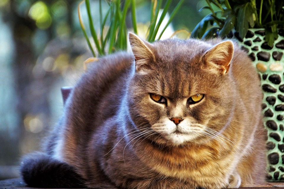 Das sichtbare dritte Augenlid in den Augen einer Katze ist ein störendes Symptom, das in der Regel Unwohlsein, verminderte Immunität oder Krankheit bedeutet.