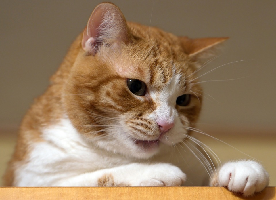 Die weiße und Ingwerkatze sitzt auf dem Kleiderschrank. Katzen beobachten ihre Umgebung oft von hohen Stellen aus, was mit dem Sicherheitsgefühl dort zusammenhängt.