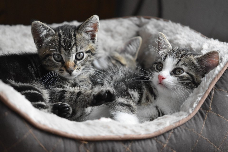  Eine Katzenausstattung enthält einen Vorrat an gutem, getreidefreiem Katzenfutter, eine Katzentoilette, einen Gepäckträger, Spielzeug, einen Kratzbaum, ein Bett und Schüsseln.