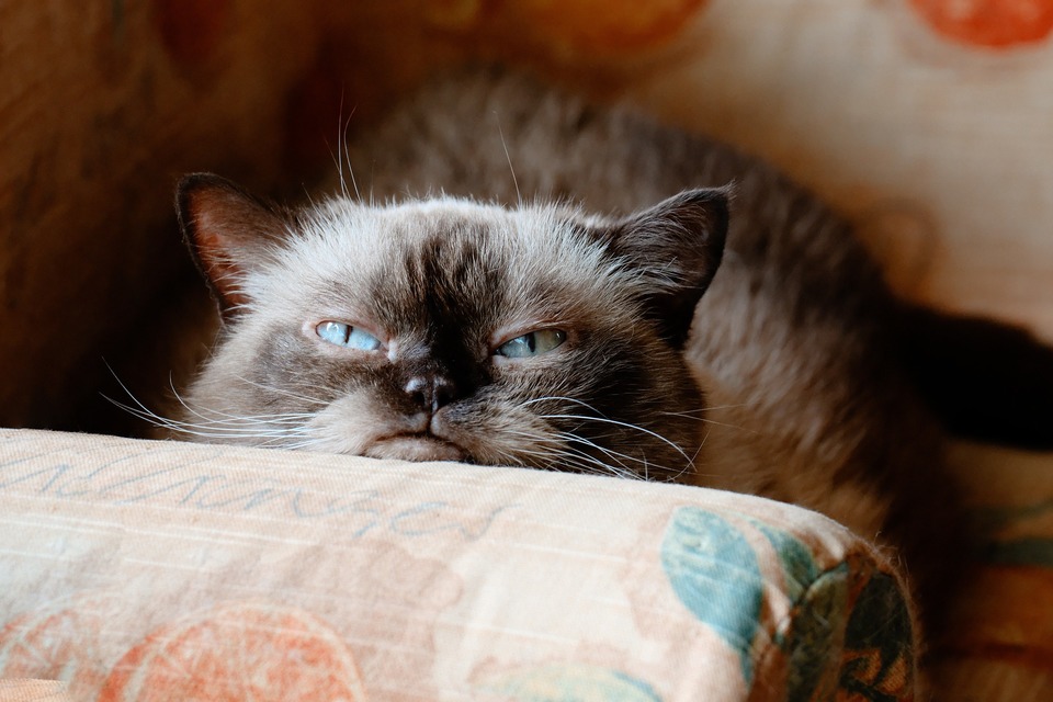 Die Katze, neugierig, die die Gegend erkundet, hat abstehende Vibrissen, die nach vorne gerichtet sind.