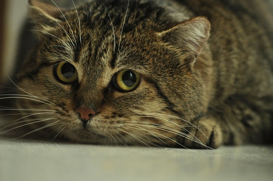 Die ängstliche Katze hat vergrößerte Pupillen und wachsame Schnurrhaare. Versuchen wir, ruhig zu bleiben und der Katze Raum und Zeit zu geben.