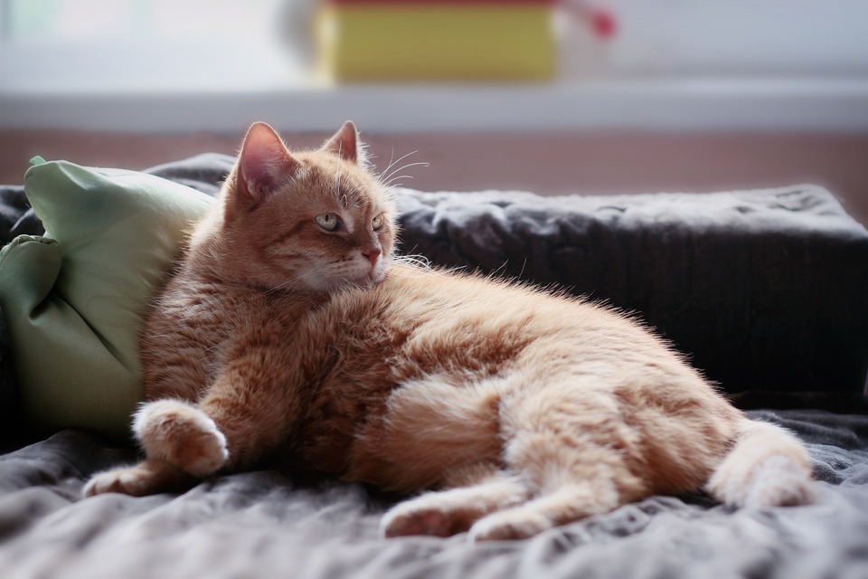 Eine traurige Katze nach unserer Abreise braucht Zeit und Verständnis, bevor sie sich an die neue Situation gewöhnt.