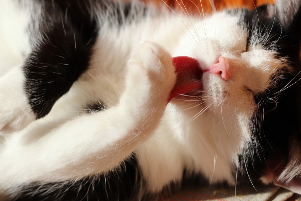Die Zunge der Katze hat viele nach hinten gerichtete Haken, die bei der Pflege von Katzenhaaren wie ein Kamm wirken.