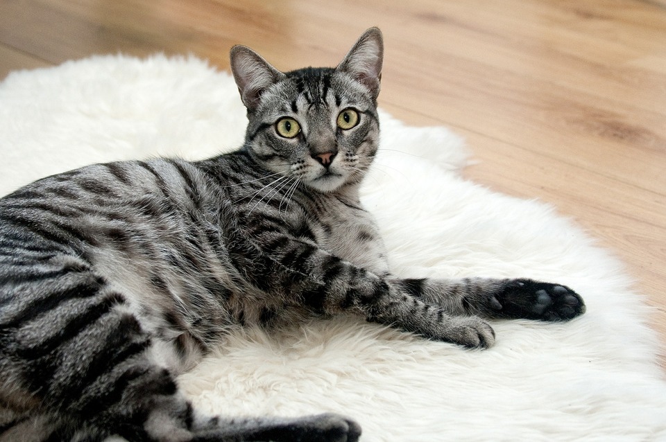 Katzen, die nicht ausgehen, können auch Parasiten fangen, die beispielsweise von den Besitzern von außen gebracht werden. Katzenkot sollte mindestens einmal im Jahr auf Parasiten untersucht werden.