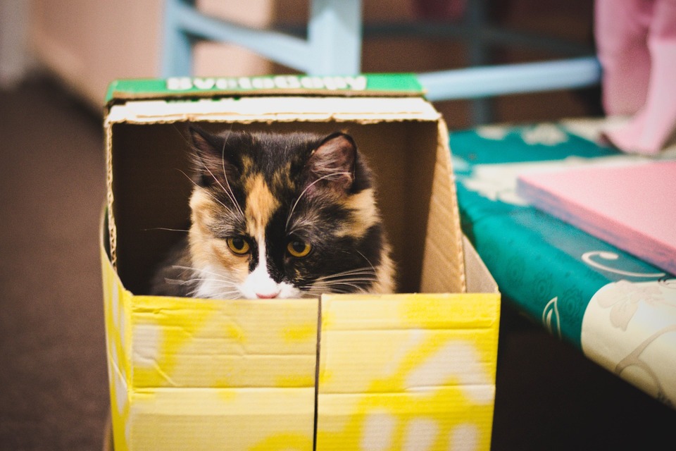 Nicht jede Katze wird eine abgedeckte Katzentoilette akzeptieren. Eine offene Katzentoilette passt am besten zu den Gewohnheiten der Katze.