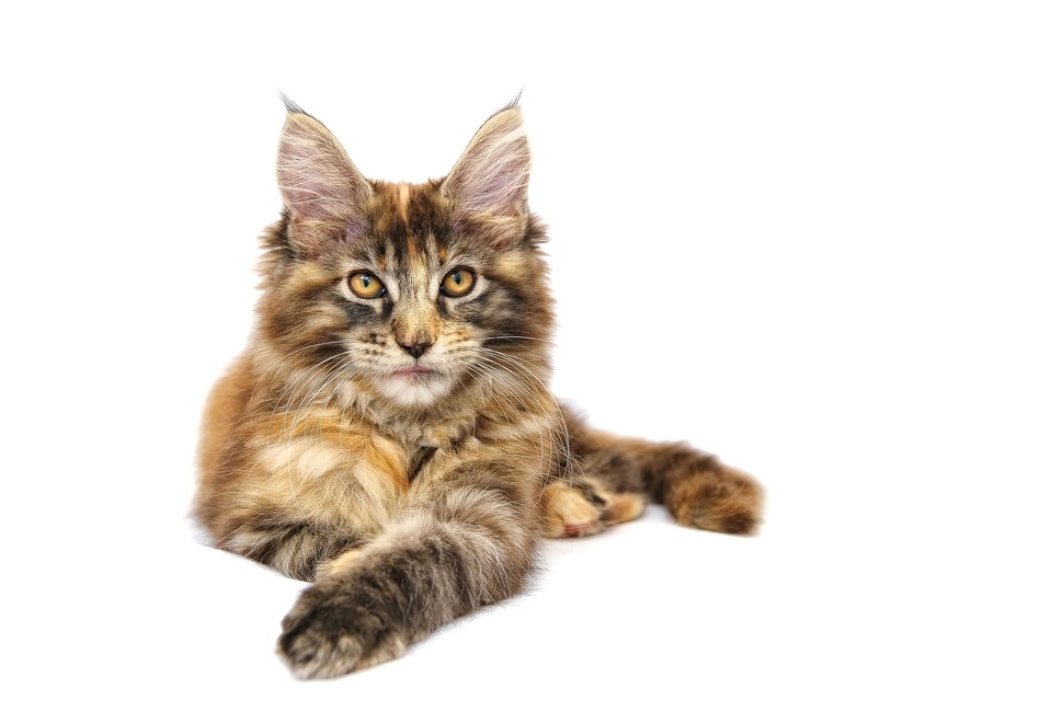 Maine Coons haben große, ovale, leicht schräge Augen mit intensiver Farbe.
