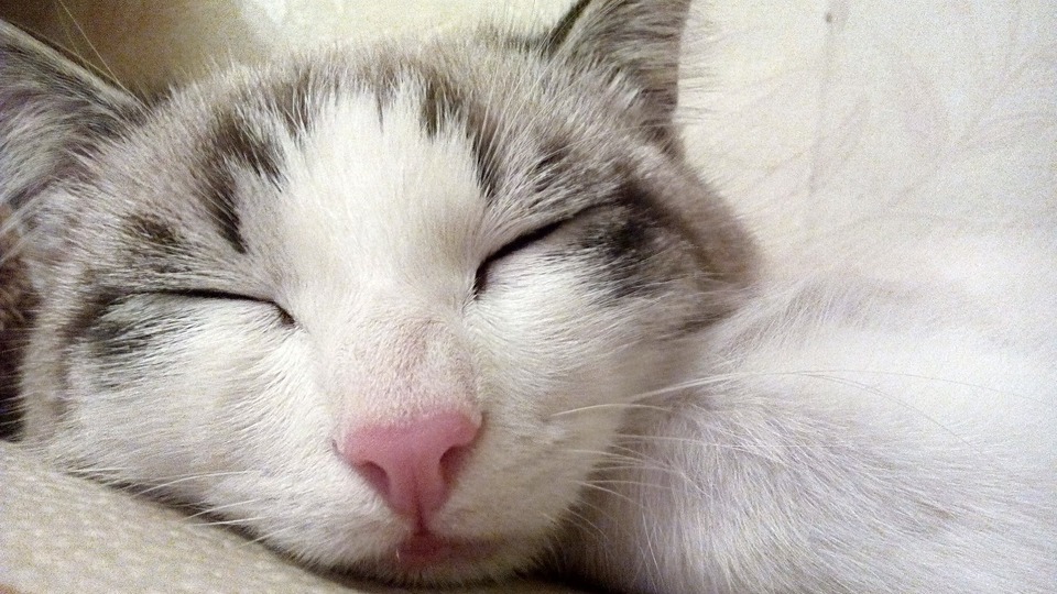 Schnurren kann eine Form des Schmerzausdrucks sein, die besonders bei gebärenden Katzen auffällt. 