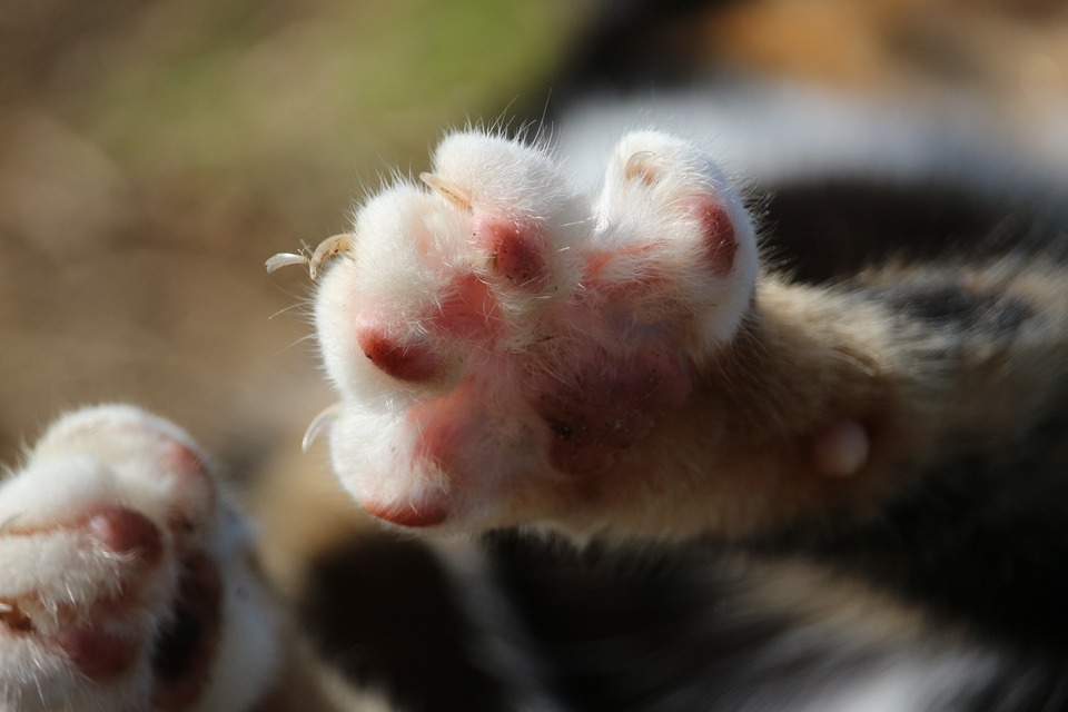 Träger der Bakterien, die eine Katzenkratzkrankheit verursachen, sind meist vernachlässigte Katzen und Katzen, die alleine ausgehen.