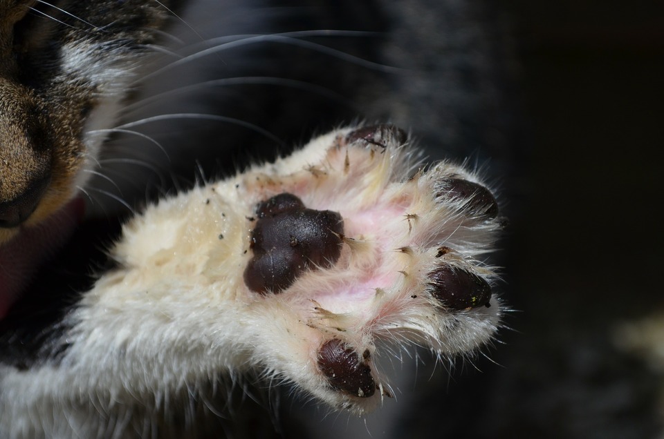Häufige Spaziergänge im Freien können dazu führen, dass Katzen Bakterien fangen.
