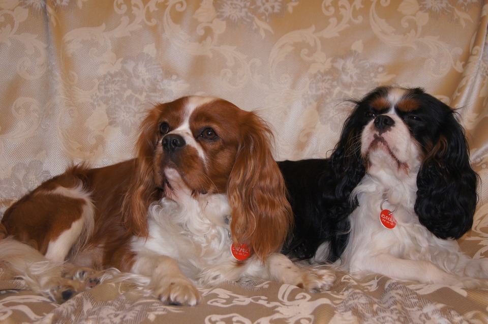 Zwei Cavaliere liegen nebeneinander, einer mit Blenheim und der andere dreifarbig