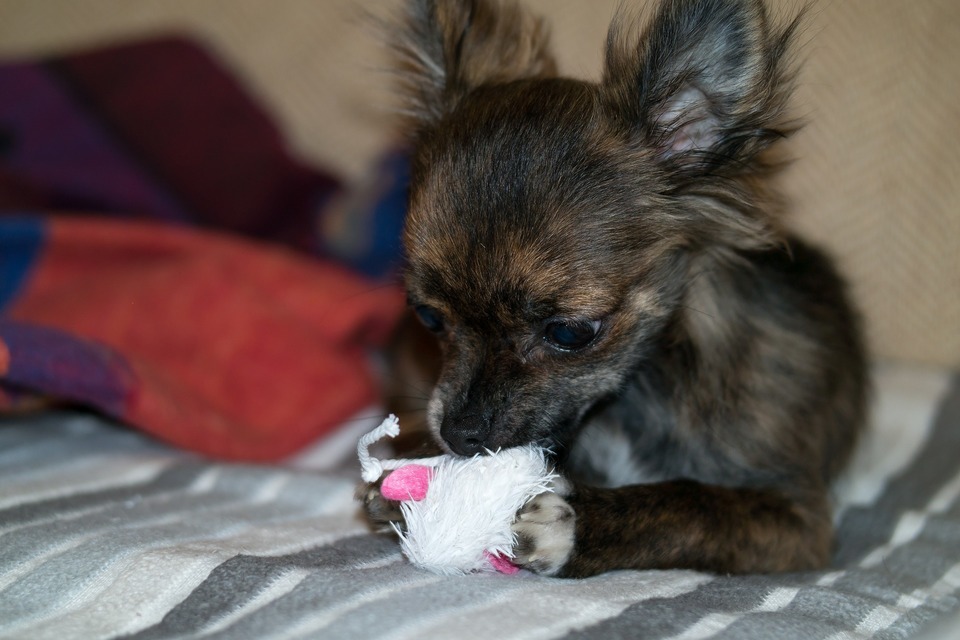 Chihuahua beißt ein Spielzeug. Welpen sollten kleines Spielzeug für kleine Hunde bekommen.