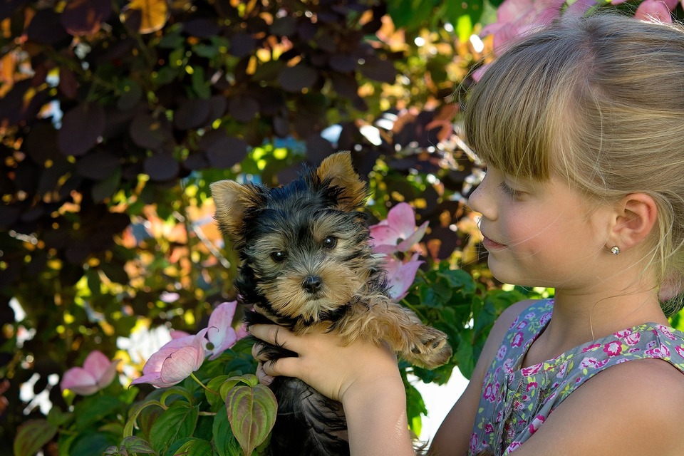Yorkshire-Terrier haben nur wenig Unterwolle, aber auch sie können Allergien auslösen. Bevor Sie sich für den Kauf oder die Adoption eines Hundes entscheiden, sollten Sie bedenken, was passiert, wenn eine Allergie auftritt.