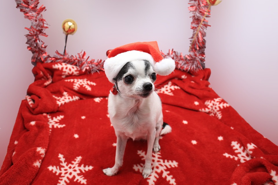 Hunde kleiner Rassen benötigen bei kaltem Wetter möglicherweise zusätzlichen Schutz in Form von Kleidung. Weihnachtskleidung kann daher ein Weihnachtsgeschenk für einen Hund sein.