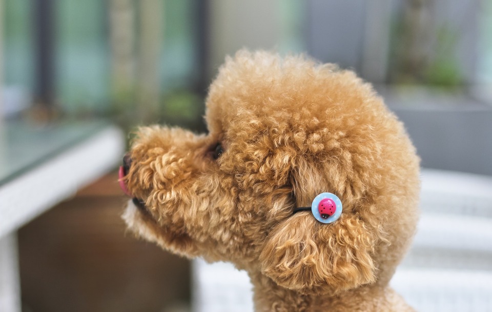 Die Namen von Vollbluthunden sind lang und kompliziert, zum Glück gewöhnt sich der Hund schnell an den neuen Namen. Maltipoo ist eine unverwechselbare Hunderasse und es ist einfach, einen Namen zu wählen.