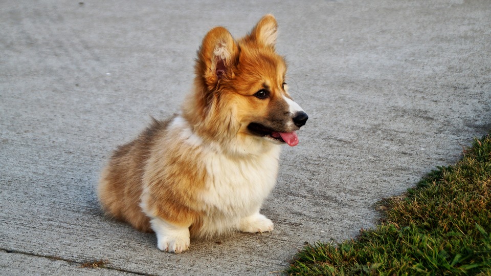 Der junge Corgi befindet sich in der Phase des Fellwechsels. Das Fell des Hundes ist deutlich gekräuselt.