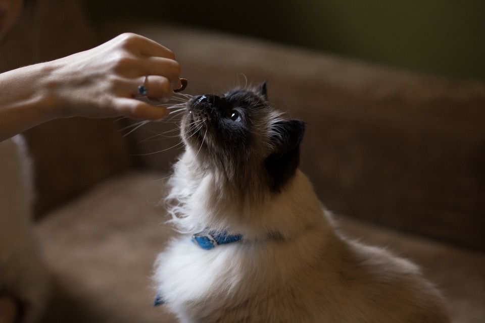 Nahrungsergänzungsmittel für die Katze können die Form von Leckereien haben.