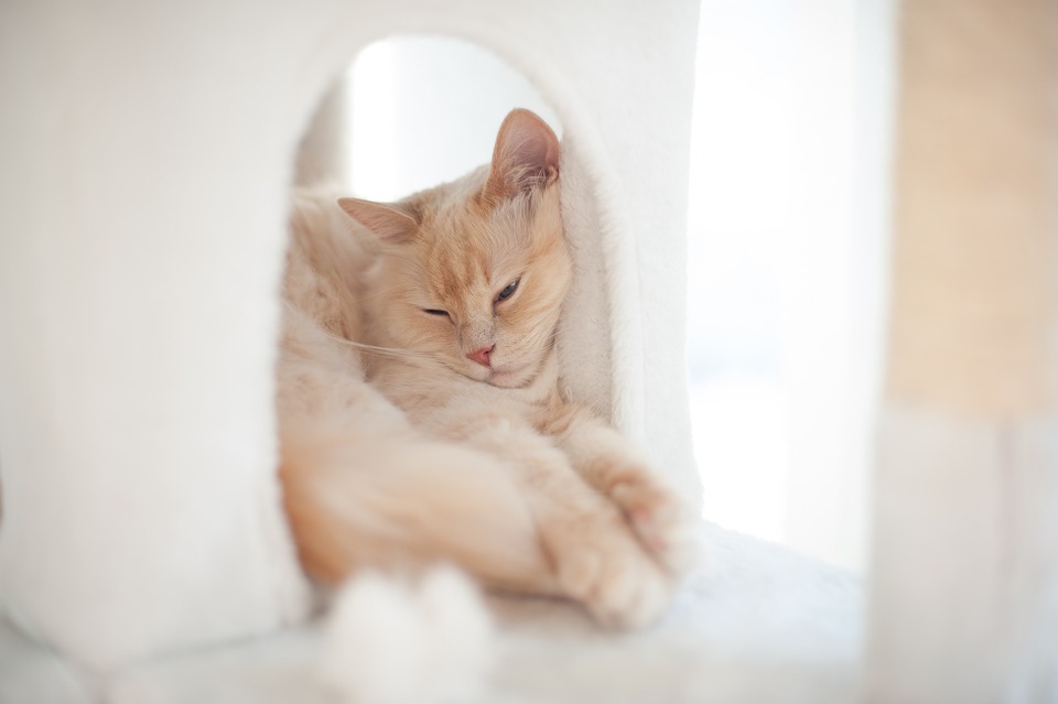 Besonders zu Weihnachten und Silvester brauchen Katzen einen sicheren Ort. Ein Katzenhaus oder ein Kratzbaum mit einer Kiste ist ein ideales Geschenk.
