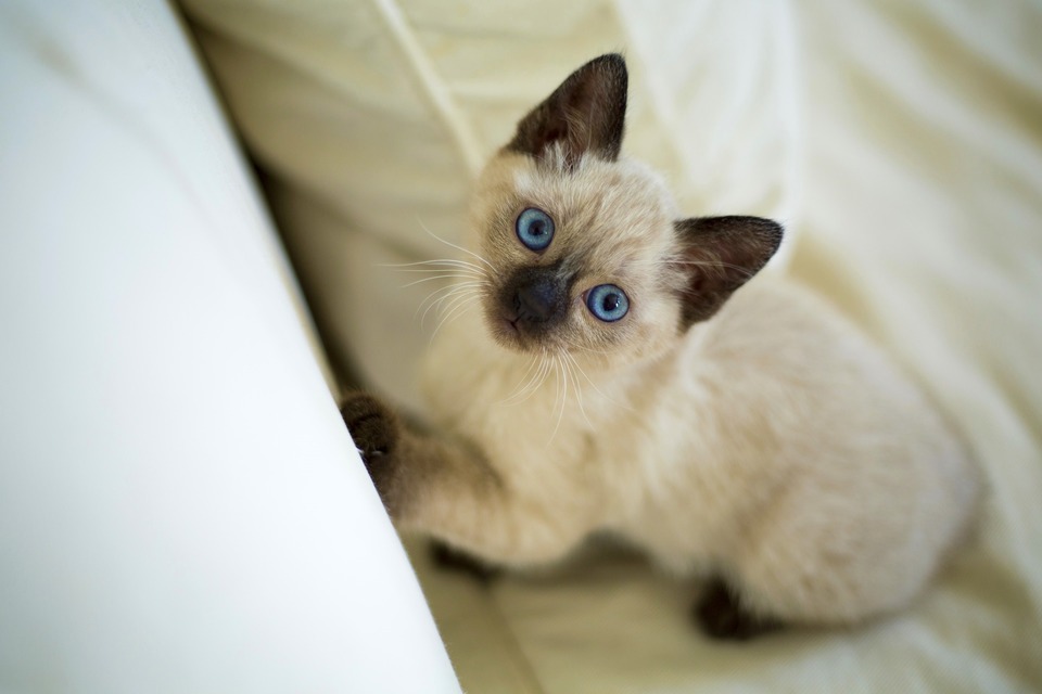 Kätzchen der thailändischen Rasse. Schon in jungen Jahren sind diese Katzen gesprächig und verspielt.