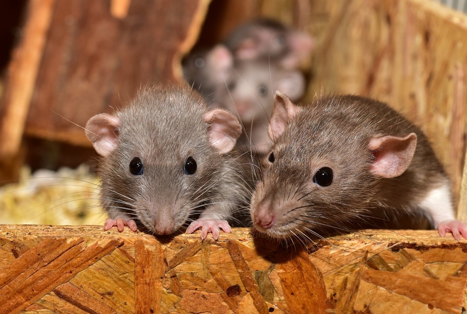 Ratten in einem Käfig. Zwei von ihnen knabbern am Holz.