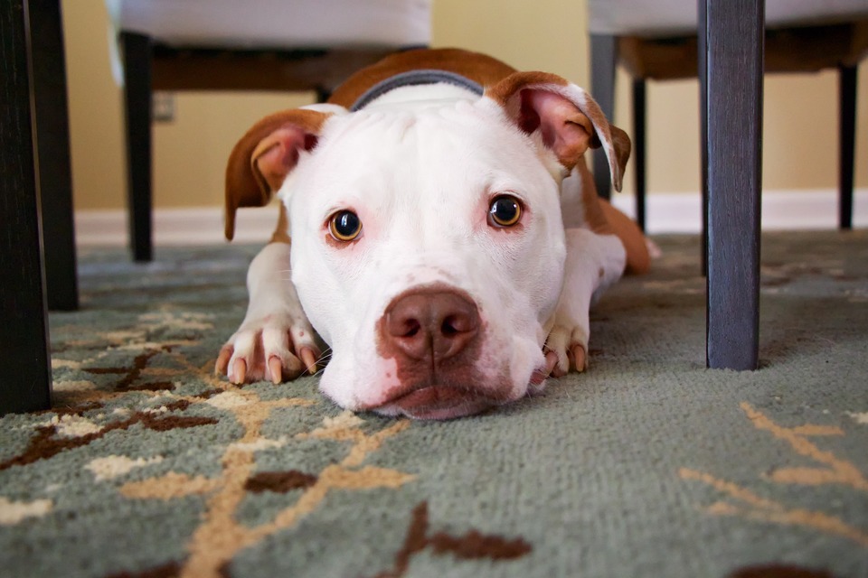Pitbull lügt und sieht entschuldigend aus. Er hat einen weißen Kopf und goldene Augen.