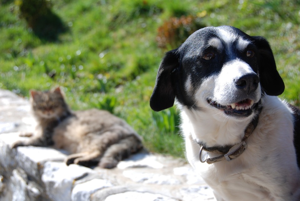 Der Hund und die Katze sitzen draußen nebeneinander. Die Tiere leben in Harmonie und fühlen sich wohl in der Nähe.