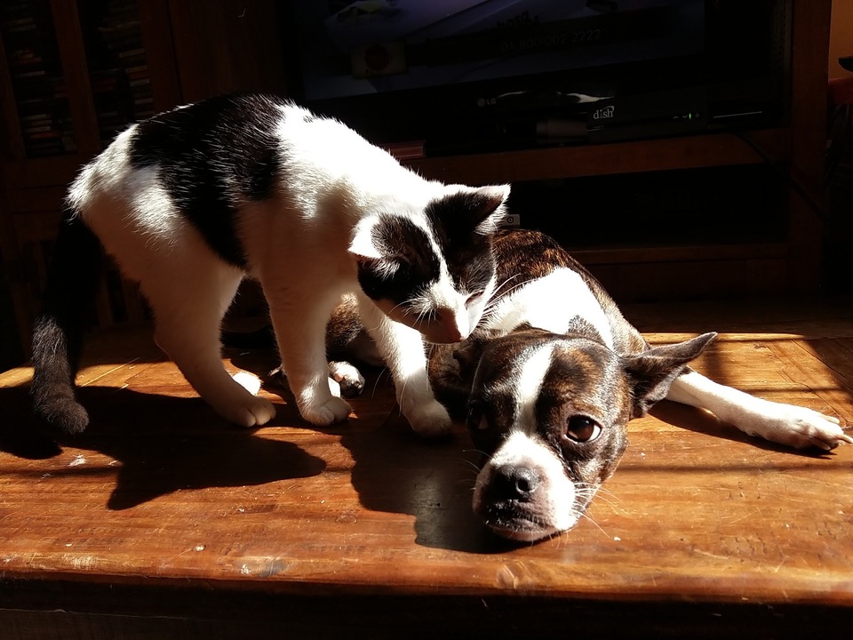 Stress wirkt sich negativ auf Hunde und Katzen sowie auf Menschen aus.