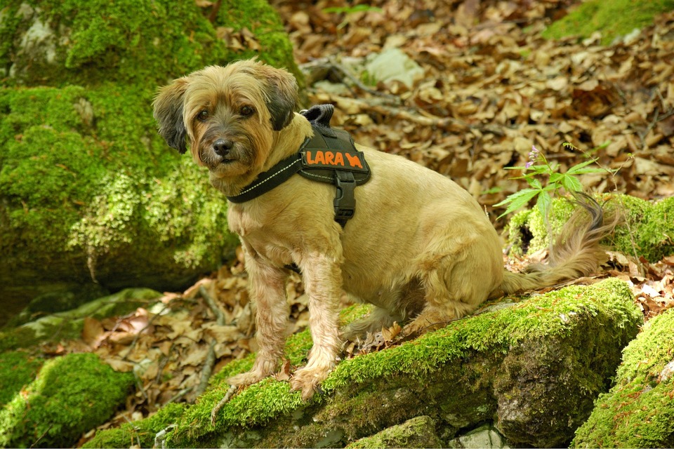 Es lohnt sich, reflektierende Hundegeschirre zu wählen. Sie verbessern die Sicht und Sicherheit, ohne den Hund zu reizen.