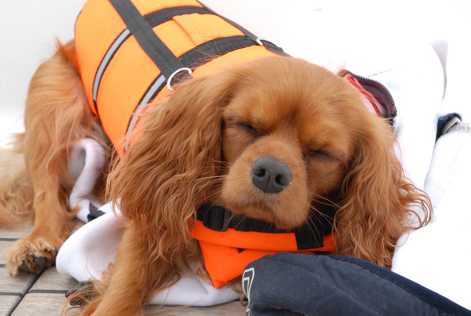Hund in einer Schutzweste. Der Flug für Hunde ist sehr stressig.
