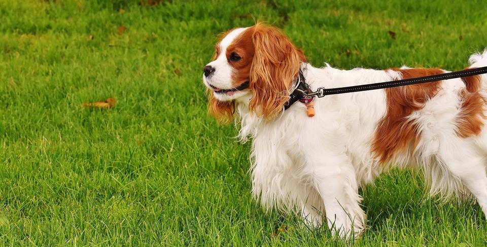 Weißroter Cavalier steht im Gras. Sie können die ganze Figur sehen, der Hund ist an einer Leine befestigt